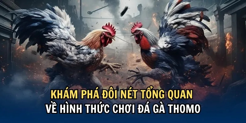 Đá gà Thomo là hình thức giải trí kiếm tiền cực dễ